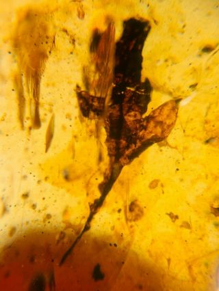 1.  08g plant tree leaf Burmite Myanmar Burmese Amber insect fossil dinosaur age 3