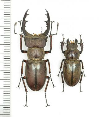 Lucanidae Lucanus Chinhillensis 46mm Pair From Myanmar