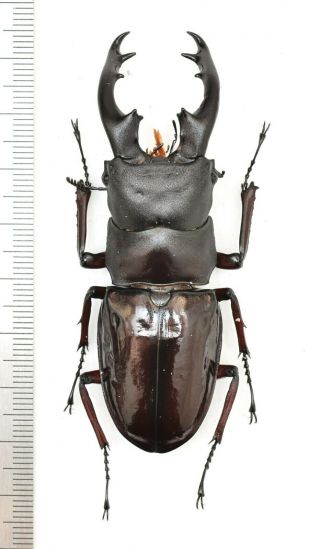 Lucanidae Hexarthrius Bowringi Bowringi 76mm From India