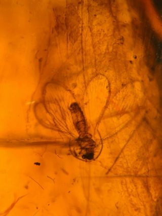 Neuroptera lacewing&fly Burmite Myanmar Burmese Amber insect fossil dinosaur age 2