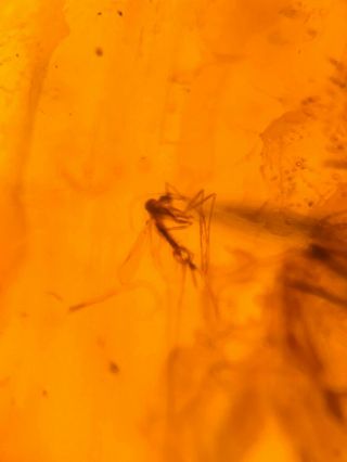 Neuroptera lacewing&fly Burmite Myanmar Burmese Amber insect fossil dinosaur age 3
