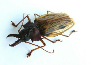 Coleoptera/cerambycidae - Prioninae Macrodontia Zischkai A1 Rare Male Peru
