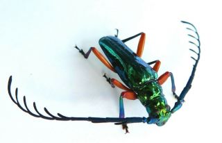 Cerambycidae Prioninae A1 Metallic Green Hovorelus Splendidus Rare Male Peru