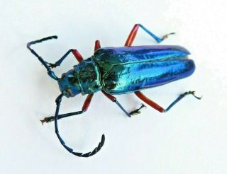 Cerambycidae Prioninae A1 Hovorelus Splendidus Rare Female Peru