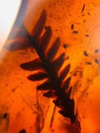 3.  44g plant tree leaf Burmite Myanmar Burmese Amber insect fossil dinosaur age 2