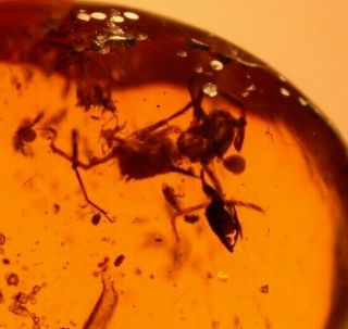 Cretaceous Spider With Mite In Burmite Amber Fossil Gemstone Dinosaur Age