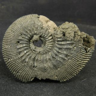 1.  9in/4.  9cm Pyritized Ammonite Kosmoceras Jurassic Callovian Russian Fossils