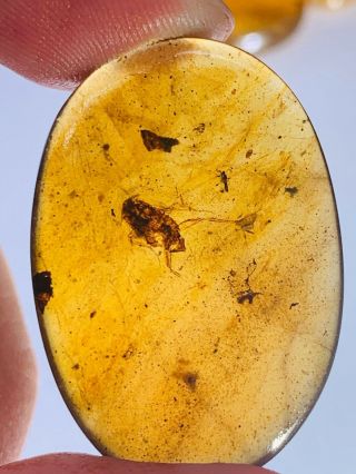 2.  3g Unknown Big Bug&wasp Burmite Myanmar Burma Amber Insect Fossil Dinosaur Age