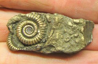 Stunning Full Golden Multi - Ammonite Fossil 38mm Jurassic Pyrite Uk Gold Minerals