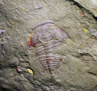 Complete Redlichia Noetlingi Trilobite Fossil,  Early Cambrian Guanshan