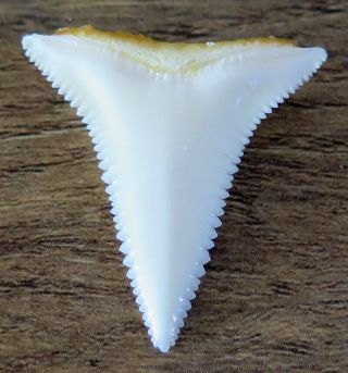 1.  178 " Lower Nature Modern Great White Shark Tooth (teeth)