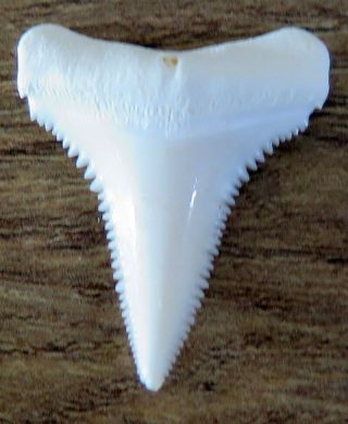 1.  073 " Lower Nature Modern Great White Shark Tooth (teeth)
