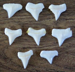 8 Group Upper Lower Nature Modern Great White Shark Tooth (teeth)