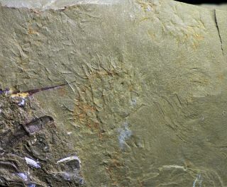 Rare Allonnia Sp.  Chancelloriid Fossil,  Early Cambrian Guanshan Biota