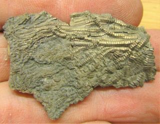 Uncommon Pyrite Crinoid 46mm Fossil Uk Jurassic Pentacrinites Fossilis Charmouth