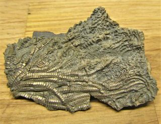 Uncommon pyrite crinoid 46mm fossil UK Jurassic Pentacrinites fossilis Charmouth 2
