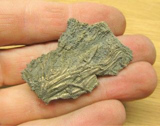 Uncommon pyrite crinoid 46mm fossil UK Jurassic Pentacrinites fossilis Charmouth 3