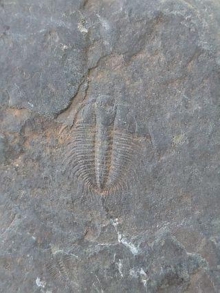 Fossils Trilobite Changaspis Elongata And Other,  Interest,  Cool K06