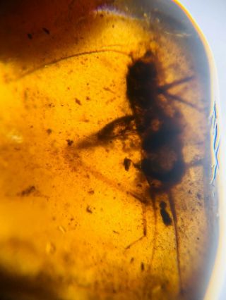 Big Orthoptera Cricket Burmite Myanmar Burmese Amber Insect Fossil Dinosaur Age