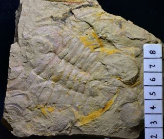 Very Rare Breviredlichia Trilobite Fossil Early Cambrian,  Guanshan Biota