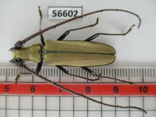 56602 Cerambycidae Sp.  New?.  Vietnam S.  Rare