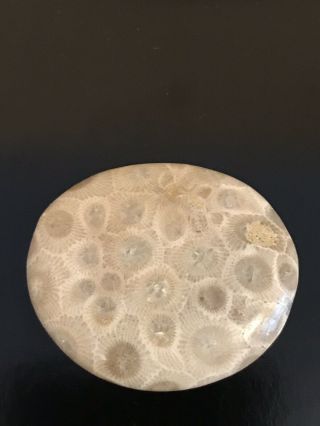 Polished Petoskey Stone 1.  07oz,  5.  2” Circumference