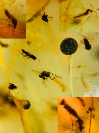 8 Diptera Flies&wasp Burmite Myanmar Burmese Amber Insect Fossil Dinosaur Age
