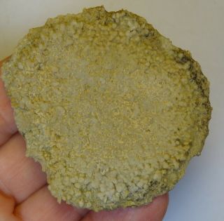 Sponges - Silurian Period - Astraeospongia With Stars Structure - Bas22