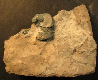 Unusual Green Lophospira Gastropod from Ordovician trilobite age,  Ontario,  Canad 2