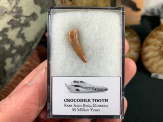 Crocodile Tooth (morocco) 13 - Kem Kem,  Dinosaur Era Fossil