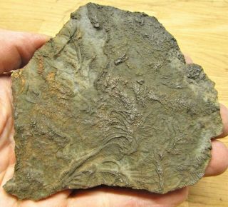 Pyrite Crinoid 106 Mm Fossil Uk Jurassic Pentacrinites Fossilis Charmouth Rocks