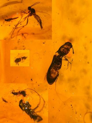 2 Beetle&4 Diptera Fly Burmite Myanmar Burmese Amber Insect Fossil Dinosaur Age
