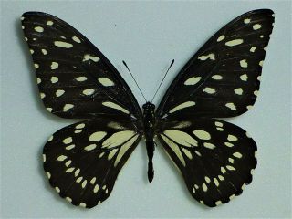 Fantastic Rarity Papilio Rex Schultzei Male Papilioniidae Papilionidae Cameroon