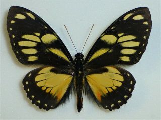 Fantastic Papilio Ascolius Rosenbergi Male Papilioniidae Papilionidae Ecuador