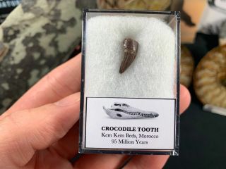 Crocodile Tooth (morocco) 01 - Kem Kem,  Dinosaur Era Fossil