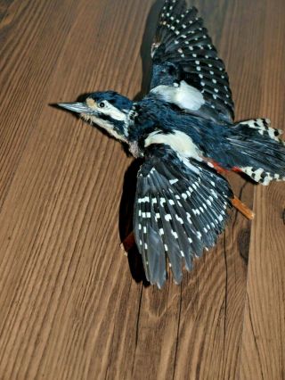 White winged Woodpecker taxidermy hunting preparat 2