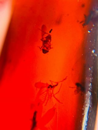 4 Fly In Red Blood Amber Burmite Myanmar Burma Amber Insect Fossil Dinosaur Age