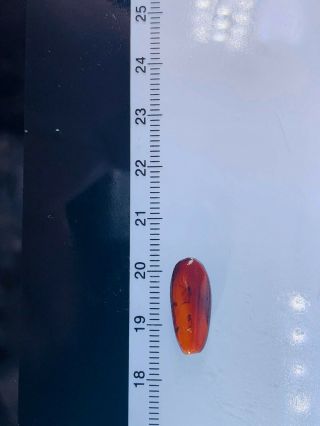 4 fly in red blood amber Burmite Myanmar Burma Amber insect fossil dinosaur age 3