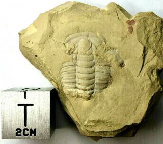 Redlichia Mansuyi Trilobite Fossil – Chengjiang Biota – Lower Cambrian,  China