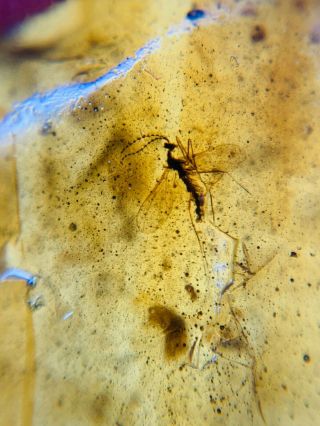 Gall Midge Mosquito Fly Burmite Myanmar Burma Amber Insect Fossil Dinosaur Age