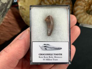 Crocodile Tooth (morocco) 11 - Kem Kem,  Dinosaur Era Fossil