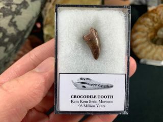 Crocodile Tooth (morocco) 02 - Kem Kem,  Dinosaur Era Fossil