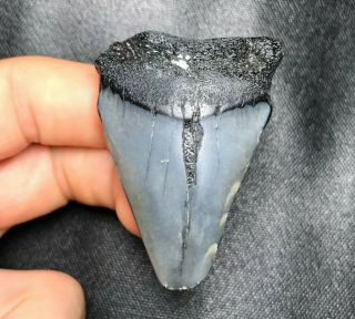 2.  10 " Mako Shark Tooth Teeth Fossil Sharks Necklace Jaws Jaw Megalodon