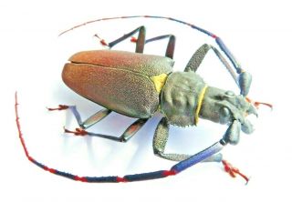 Cerambycidae/ Prioninae Xxl Mallaspis Scutellaris A1 82mm Huge Male - Peru