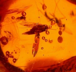 Moth With Mycetophilid Fly,  Wasp In Authentic Dominican Amber Fossil Gemstone