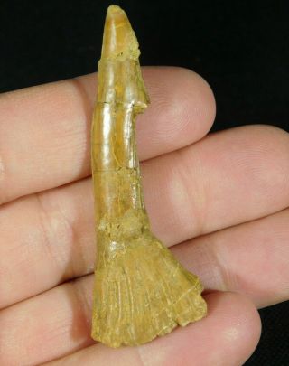 A Big Natural 120 Million Year Old Dinosaur Era Sawfish Tooth Fossil 10.  2gr E