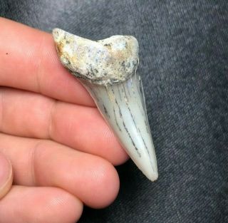Sharp 1.  85 " Bakersfield Mako Shark Tooth Teeth Fossil Sharks Necklace Jaws Jaw