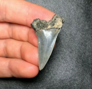 Sharp 1.  54 " Belgium Mako Shark Tooth Teeth Fossil Sharks Necklace Jaws Jaw