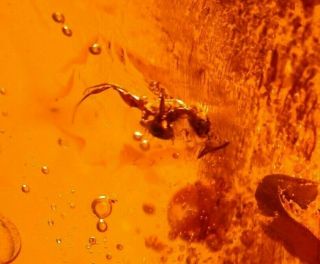 Worker Ant With Fly And Wasp In Authentic Dominican Amber Fossil Gemstone
