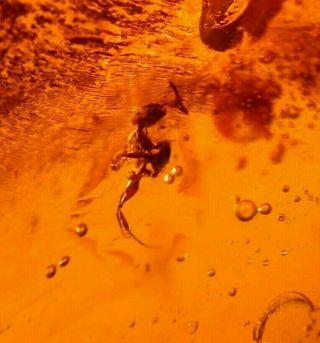 Worker Ant with Fly and Wasp in Authentic Dominican Amber Fossil Gemstone 2